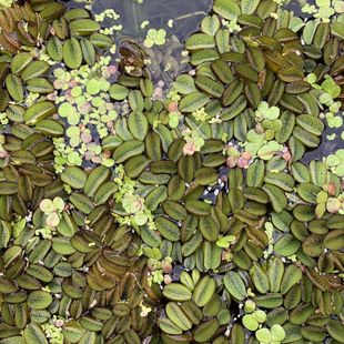 虾缸水草100%自养水草 芝麻萍除NO3利器 浮性水草浮萍 愧叶萍