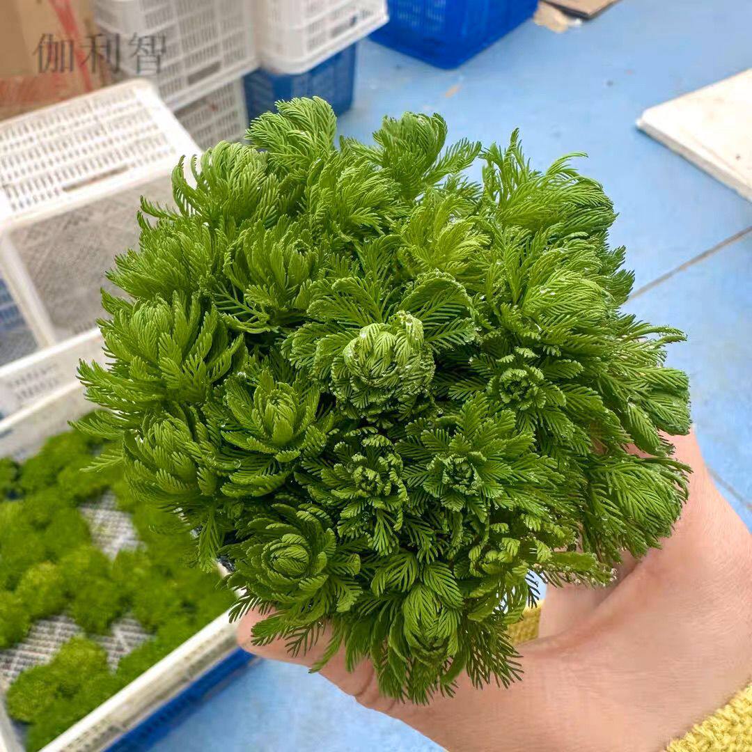 羽毛宝塔大坨草鱼缸造景水草场直发懒人水培增氧中后景淡水草植物