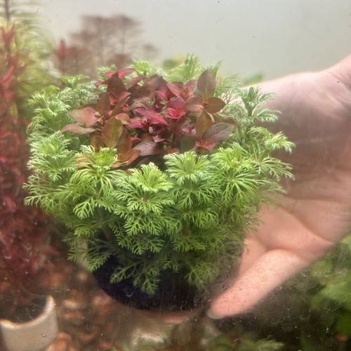 懒人新手小宝塔混合玫瑰坨水草鱼缸好养组合套餐坨草增化水质