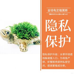 紫砂水下叶懒人增氧金钱榕鱼虾窝陶罐大叶榕水草躲避屋鱼缸套餐