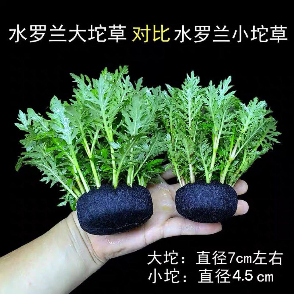 夏季新品罗兰鱼缸水草造景增化水质套餐