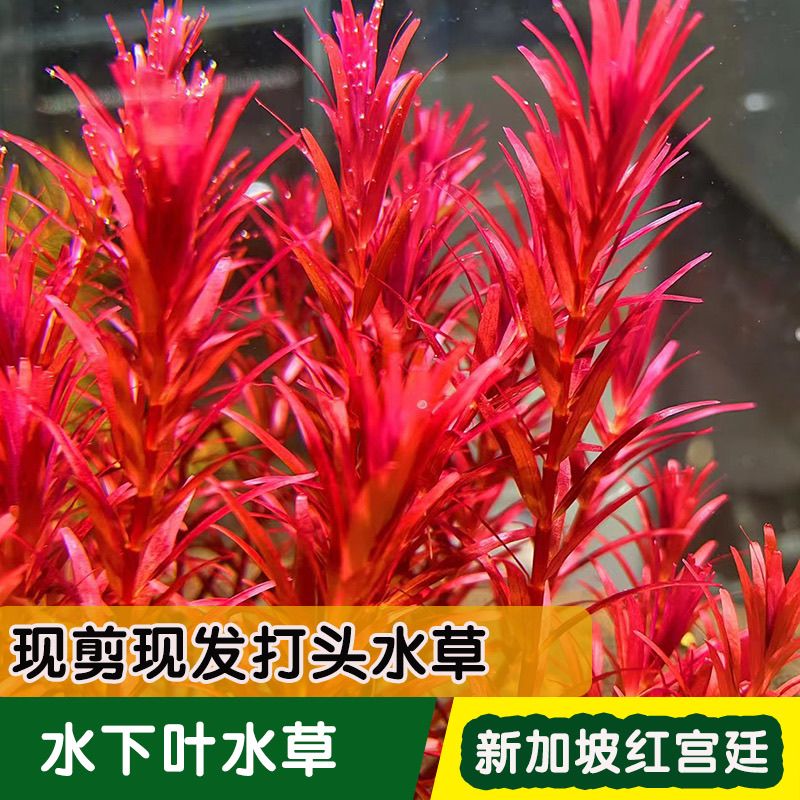 新加坡红宫廷水草水下叶打头草水族箱造景淡水植物易发色品种无根