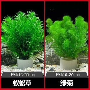 新手适用蜈蚣草坨鱼缸水草造景中后景坨草新手淡水活体真草蜈蚣草