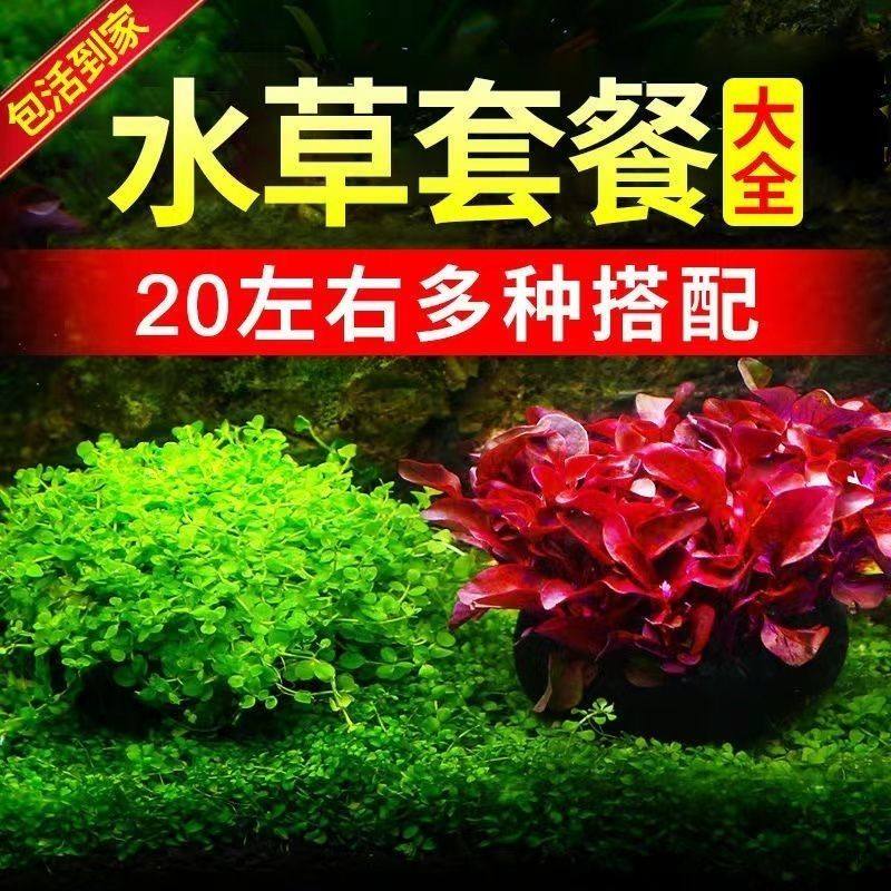 懒人水草植物鱼缸水族箱新手装饰净化淡水水质阴性造景套餐真草