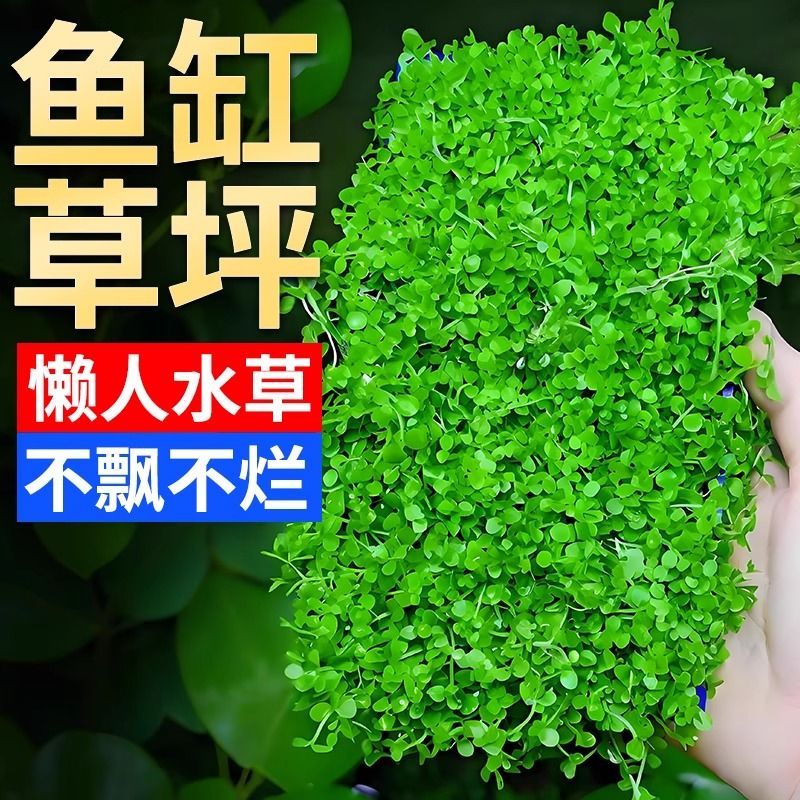 水草鱼缸造景专用趴爬地矮珍珠植物莫斯净化水质养鱼铺底懒人水草