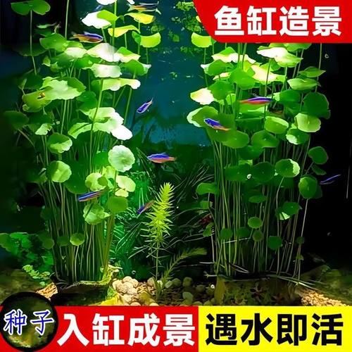 铜钱草草籽种子鱼缸水养水草种籽水培植物花卉招财盆栽室内常绿