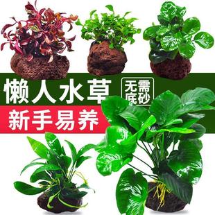 鱼缸造景套餐阴性水榕沉木活体火山石水草真水草淡水无土植物增氧