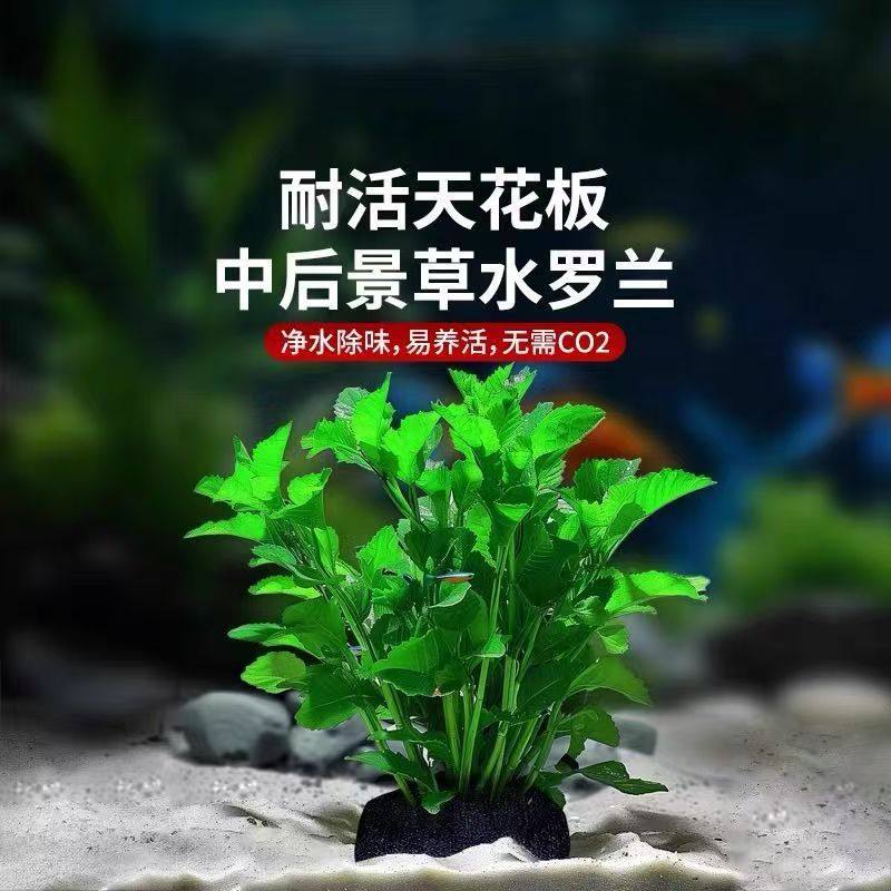 水罗兰绿菊坨草净化花草鱼缸里的植物草热带鱼生态缸冷水造景真草