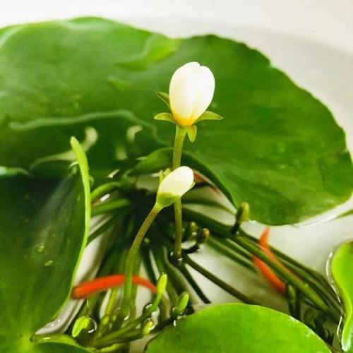 养鱼养龟鱼缸小浮萍水草水芙蓉水培水生植物种子龟缸绿植水族造景