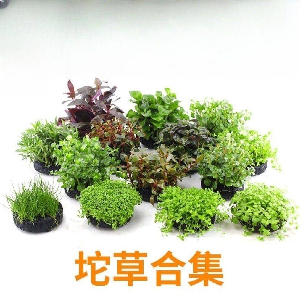 鱼缸水草造景淡水水草养鱼水草植物懒人真冷水水草坨草造景拍2送1