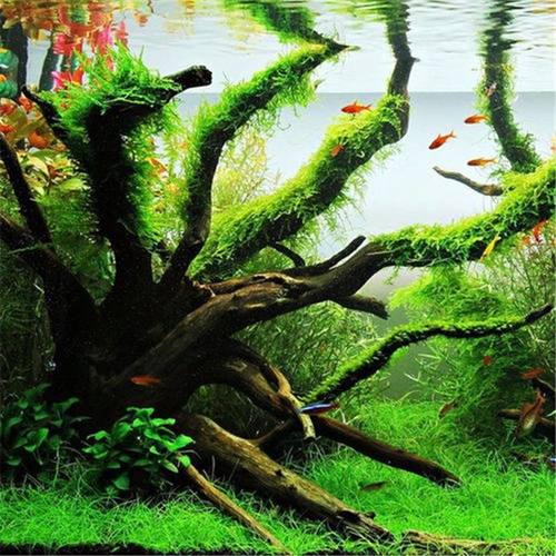 杜鹃根沉木树根宠物已煮天然鱼缸草水草缸装饰造景免煮小号龟晒台