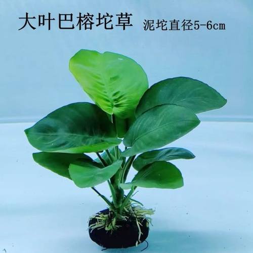 小巴榕坨草好养耐活小巴榕杯草新手水草阴性水草增养懒人热带鱼缸