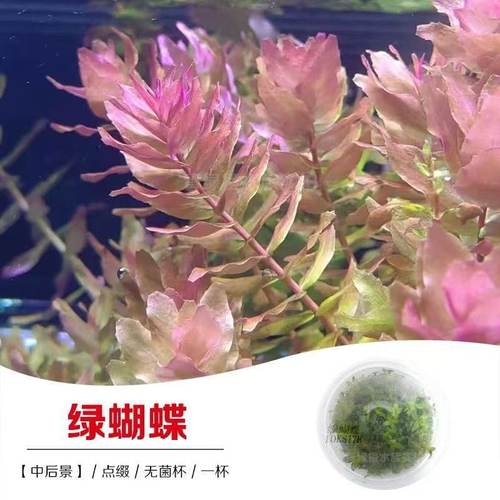 无菌杯水草造景鱼缸草缸绿蝴蝶水草活体植物后景草活体植物营养