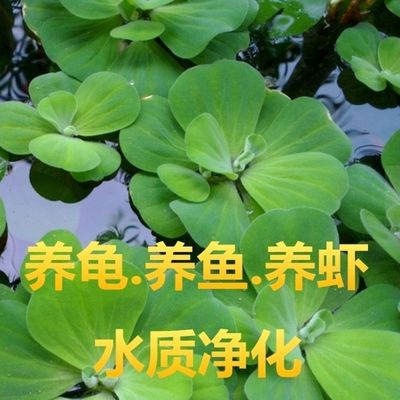 懒人水草浮萍养鱼养龟漂浮性水草净水化鱼缸造景原生态水芙蓉