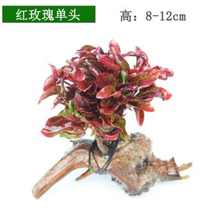 新手鱼缸造景水草沉木水草水族箱水草懒人水草鱼缸真水草活体