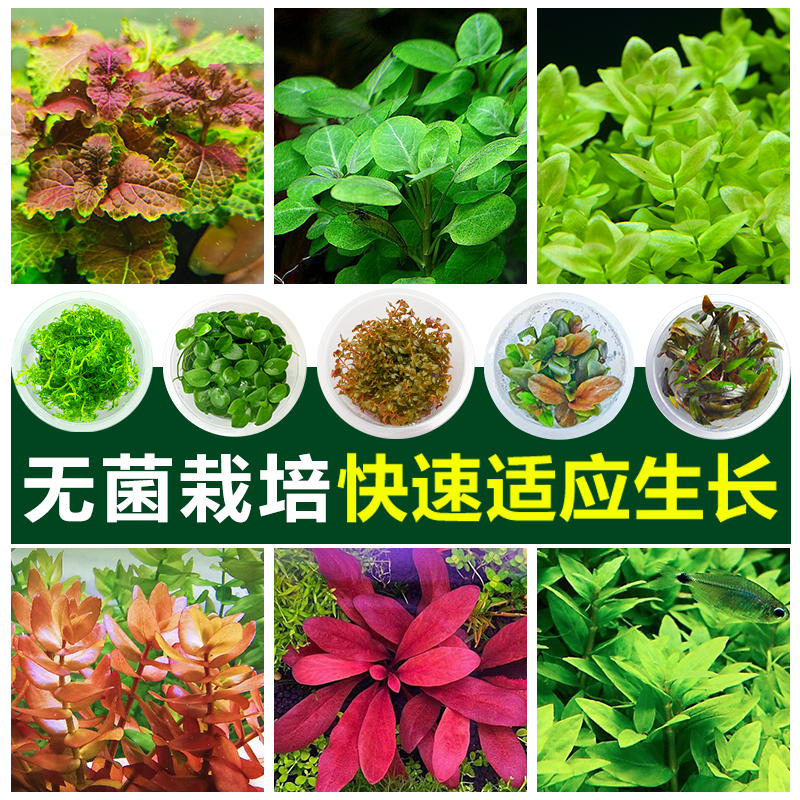 无菌杯水草鱼缸前景草造景迷你牛毛血心兰日本矮珍珠挖耳天胡荽草
