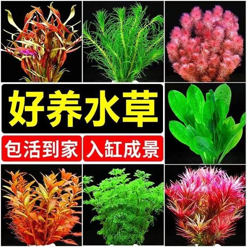 火山石水草植物鱼缸净化水质懒人造景摆件全套底砂套餐阴性真草