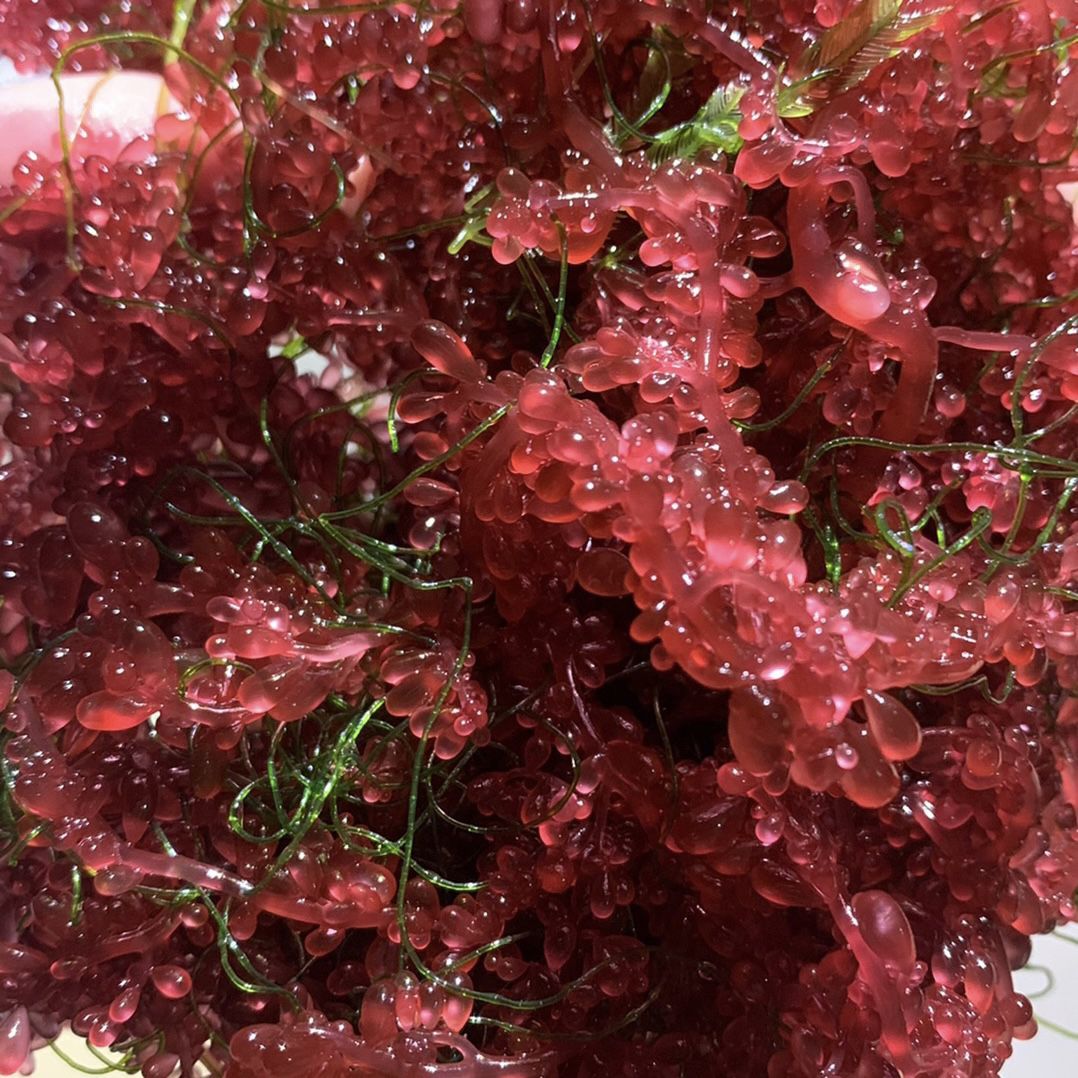 红葡萄藻火焰藻红千层高等藻净化水质钢丝藻羽毛藻去NO3 PO4海缸