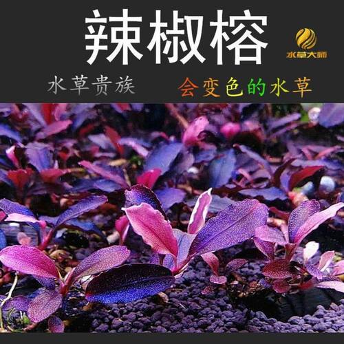 布朗尼辣椒榕母株会变色的紫色阴性水草固定沉木石头无需底砂