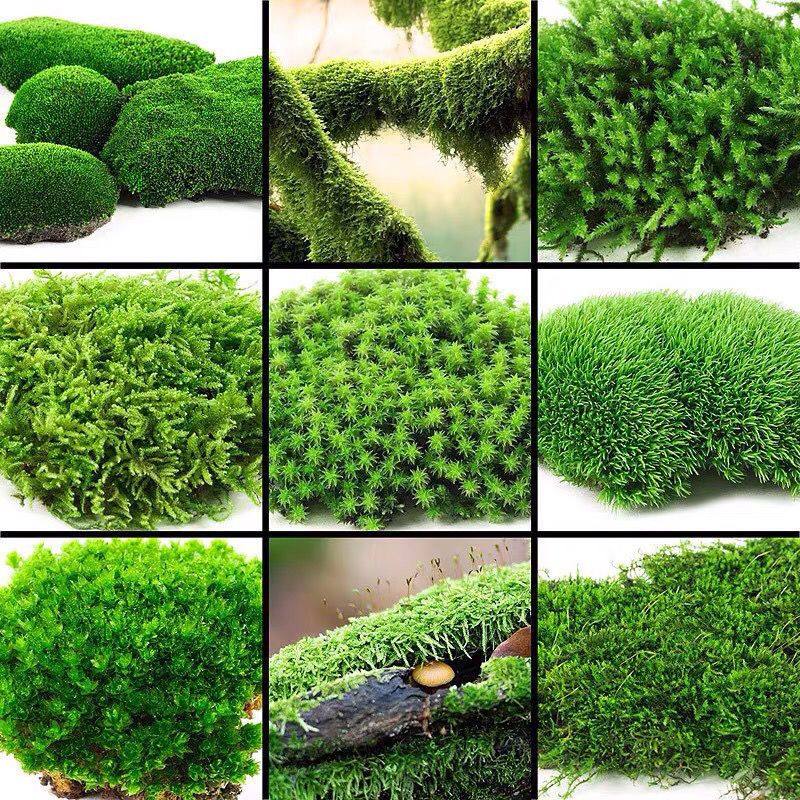 鲜活苔藓白发藓盆景假山装饰水陆缸微景观生态瓶diy植物材料青苔