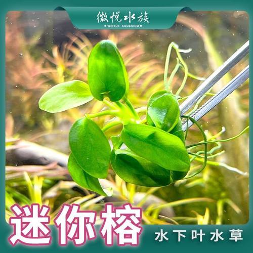 小叶榕水榕水草前景矮生命之树沉木迷你榕树水草鱼缸造景黄金水榕
