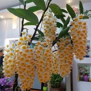 球花石斛苗石斛盆栽花卉洋兰花苗附生兰花绿植灯笼石斛花可食用斛