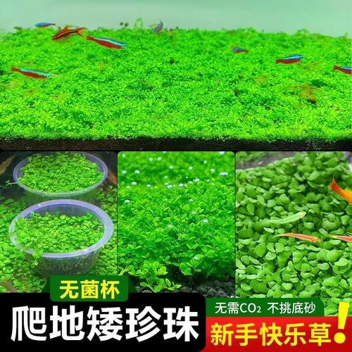 前景爬地矮珍珠无菌杯鱼缸造景水草懒人植物速成阴性净化淡水增氧