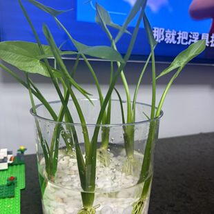 皇冠草水上叶茨菇水培水生茨菇阳台庭院池塘