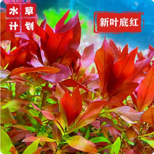 新叶底红草缸造景中后景水草自养水下叶淡水 宫廷丁香无需CO2淡水