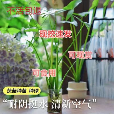 慈菇水培新款水生植物茨菇燕尾水草鱼缸池塘净化花卉懒人真草水培
