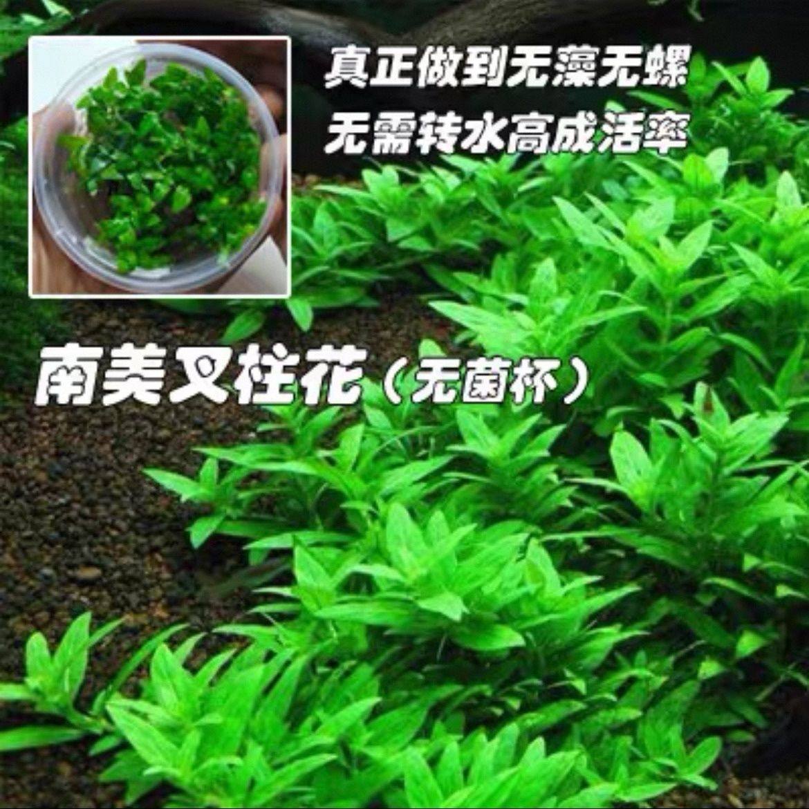 南美叉柱花无菌杯淡水真水草鱼缸造景前景草水下叶无需转水草坪