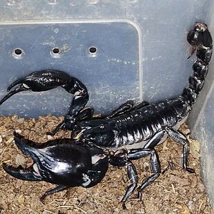 亚洲林神雨林蝎无毒上手网红小宠物宿舍懒人宠物可互动吃害虫活体