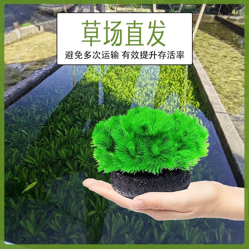 水族箱鲜活绿菊水草鱼缸造景易养淡水植物增氧绿植观赏鱼虾