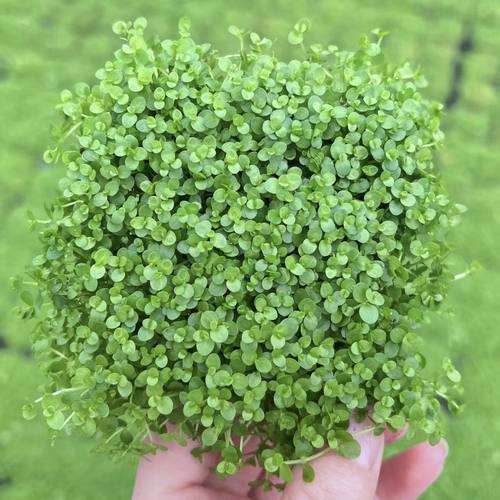 爬地矮珍珠7*7cm铁片装水草鱼缸草缸造景水培增氧淡水草前景植物