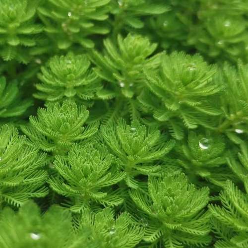 粉绿真狐尾藻凤尾草虾蟹养殖水培淡水乌龟鱼缸造景净化水质