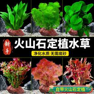 疯狂水草火山石定植真草鱼缸植物造景阴性蜈蚣草绿菊新手水草