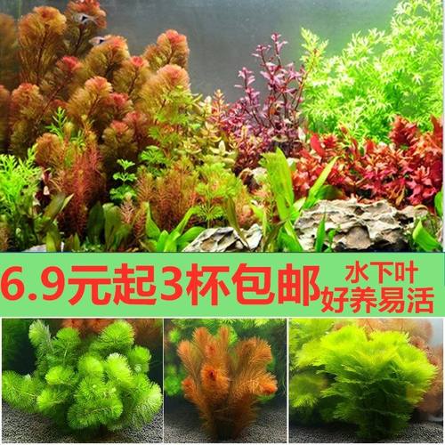鱼缸水族箱沉木真水草活体套餐植物造景装饰后景懒人水草