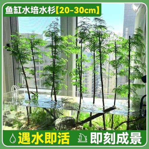 水培鱼缸造景溪流缸水杉盆栽盆景鱼池水生植物绿植水草室内外花卉