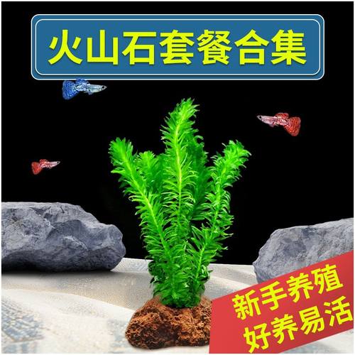 火山石水草植物鱼缸净化水质懒人造景摆件全套底砂套餐阴性真草