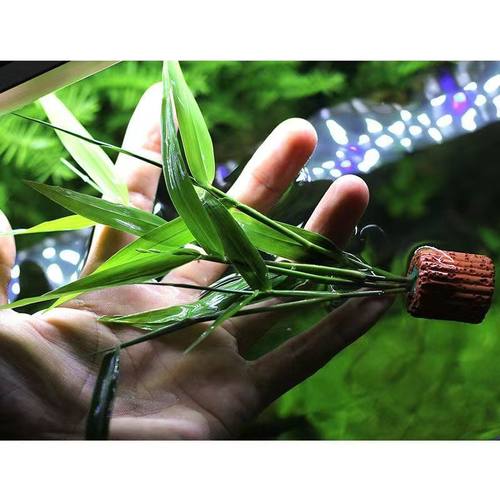 南美青竹水草青竹水竹中后景无根发货真草鱼缸草缸水族馆造景阴性