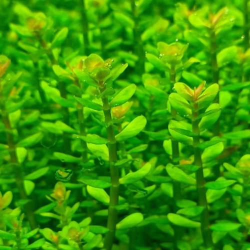 印度小圆叶坨草叶底红红色水草鱼缸造景植物后景好养懒人增氧新手