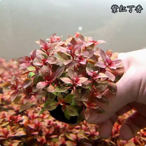 水草紫红丁香水草坨草净化水质中后景造景植物鱼缸懒人紫红阴性