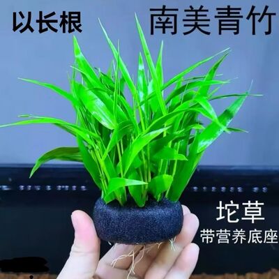 新手懒人净水南美青竹坨草高品质阴性水草 鱼缸造景净化水质种植