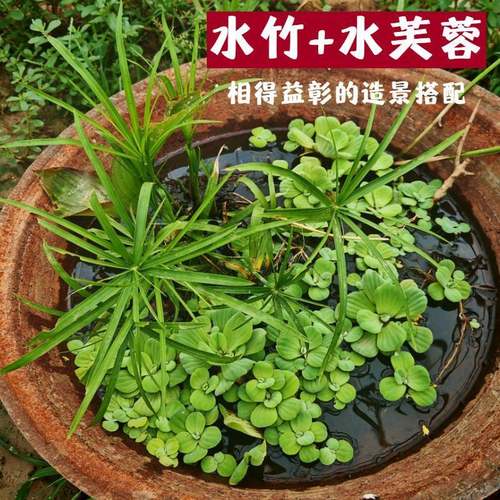 水竹水生植物水草旱伞草水培净化组合水质植物鱼缸造景水芙蓉浮萍