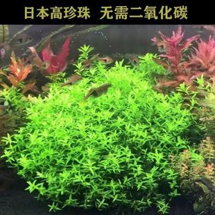 日本高珍珠坨草鱼缸造景阴性水草淡水净化增氧新手好养真草懒人