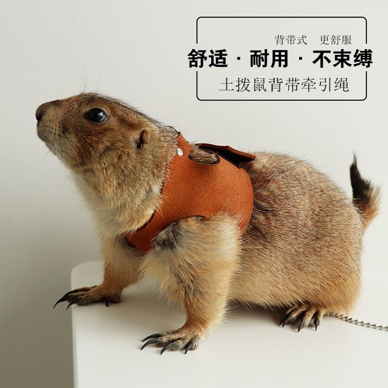 土拨鼠牵引绳分体背心式黑尾鼠小宠防咬胸背带牵引绳可调节长短
