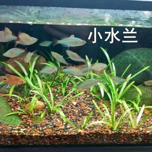 小水兰水草竹节大水兰迷你好养耐活造景前景阴性懒人水草新手鱼缸