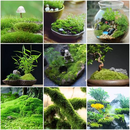鲜活苔藓微景观生态瓶植物盆景盆栽青苔吸水石鱼缸水陆缸造景绿植