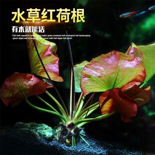 红荷根水草鱼缸造景易养睡莲懒人水培会开花的水草增氧阴性淡水草