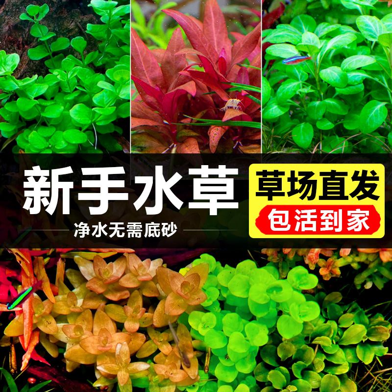 无菌杯水草植物鱼缸造景莫斯阴性水榕沉木水培懒人增氧乌龟真草缸